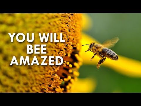 The Amazing World of Bees
