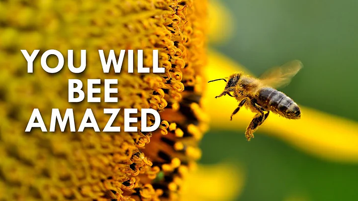 What do bees like to live? (2023)