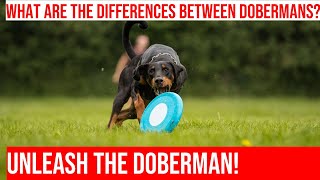Exploring the Differences Between American and European Dobermans by Happy Hounds Hangout No views 2 days ago 3 minutes, 59 seconds