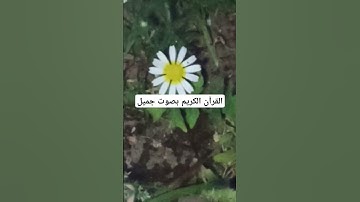 القرآن الكريم بصوت جميل #اكسبلور #qoraniyat423 #quran #لايك #qoraniyat421 #ناصر_القطامي #تفاعل