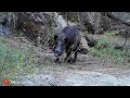 Bilecik domuz avı fragmanı / Wildboar hunting #bilecik #osmaneli #hugluveyron