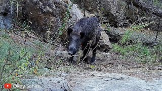 Bilecik domuz avı fragmanı / Wildboar hunting #bilecik #osmaneli #hugluveyron