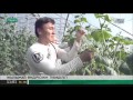 Жамбылдық диқандар өңірдің 30%-ын жылыжай өнімдерімен қамтамасыз етпек
