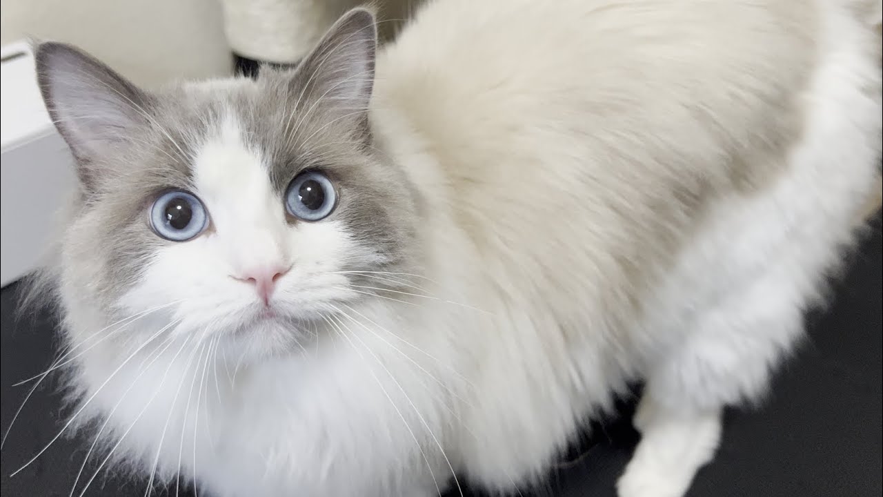 【モーニングルーティーン】もしラグドールを飼ったら…？かわいい猫と一緒に過ごす朝に密着してみた。