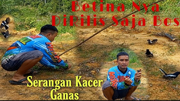 Mikat Burung Kacer Di Kebun Sawit Terbaru