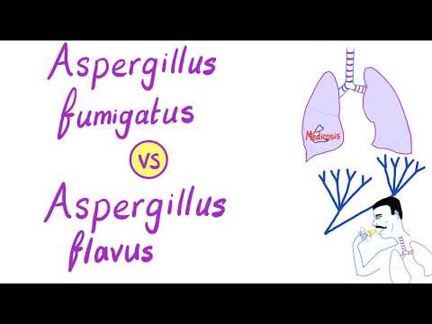Vidéo: Aspergillus Fumigatus: Types, Conditions, Symptômes Et Plus
