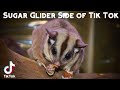 Sugar Glider Side of Tik Tok