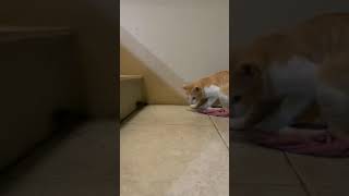 Download Lagu Kucing tangkap tikus MP3