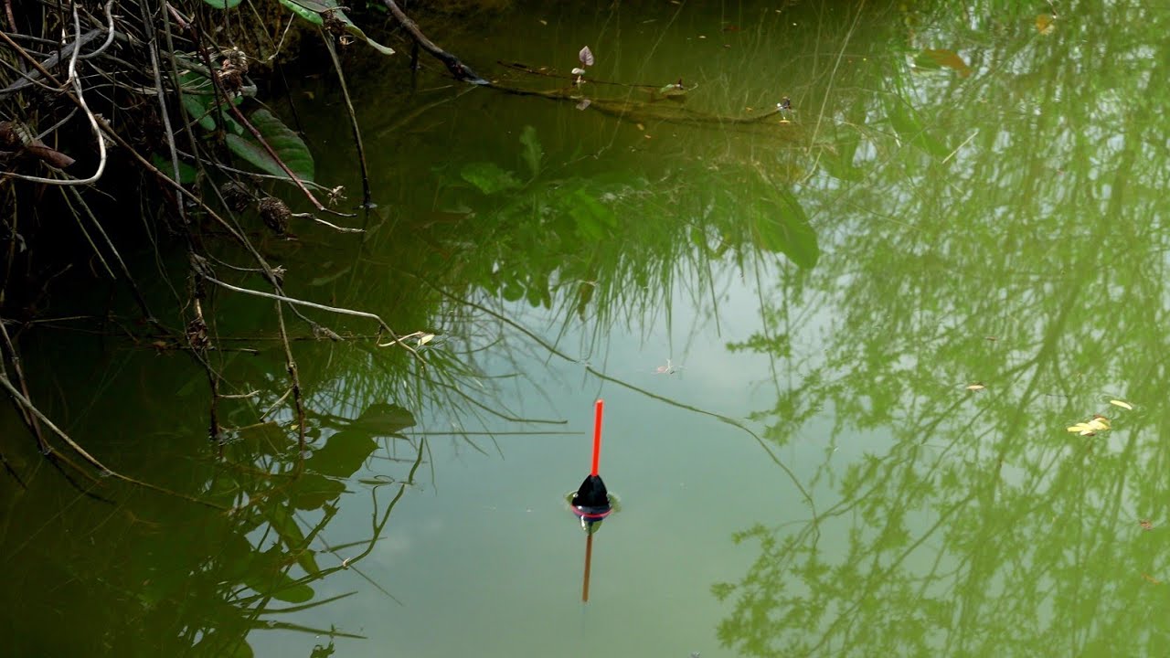 Pescuit la PLUTĂ cu Porumb🌽 si Râme 🪱 - SUPER PARTIDĂ Crapi , Carași , Plătică , Babușcă 🎣 #fishing