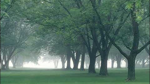 سورة النبأ بصوت القارئ مشاري وليد البغلي