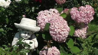 Древовидные  Гортензии в розовых тонах. Моя небольшая коллекция. Сад в Ленинградской области.