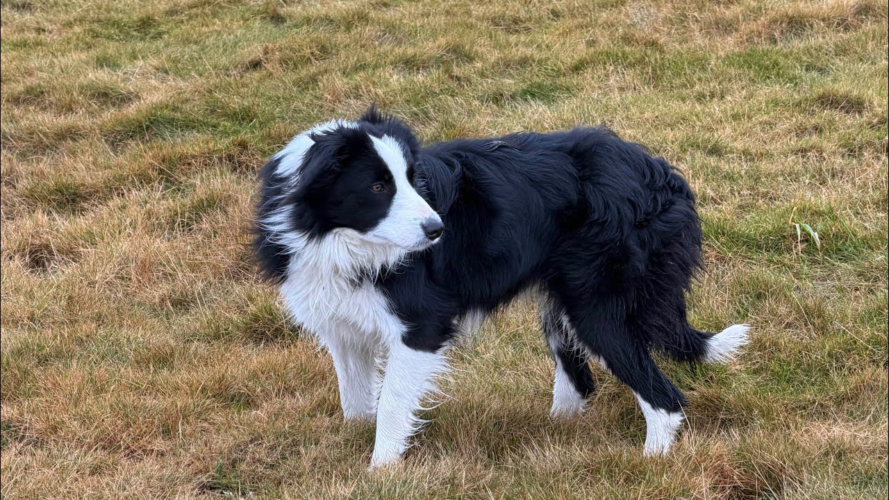 Pennant Meg Lot 60 Dolgellau Online 4/2/2026
