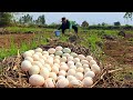 Wow unique  -A lake flows in the rice fields. A farmer gathers a lot of duck eggs near the lake.