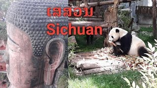 ແພນດ້າພະໃຫຍ່ຢູ່ເສສວນ Giant Panda & Buddha image in Sichuan ແພນດ້າພະໃຫຍ່ຢູ່ເສສວນ Giant Panda & Buddha image in Sichuan