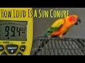 Sun Conure Screaming