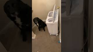Border Collie Dog Shows Disinterest in Kitten
