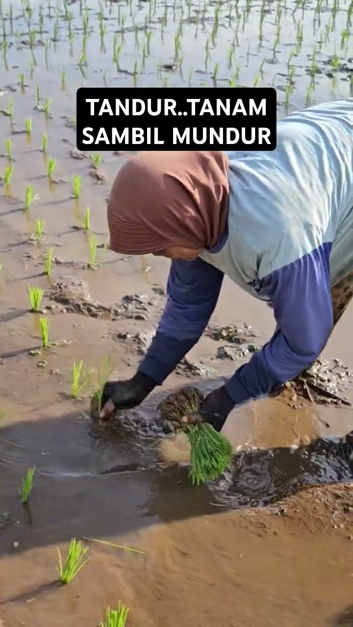 Tandur Di Pesawahan Sunda