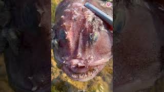 Catching Seafood 🦀🐙 ASMR Relaxing (Catch Shark, Fish, Deep Sea Monster) #761 by Min Leo 280,667 views 11 months ago 8 minutes, 14 seconds