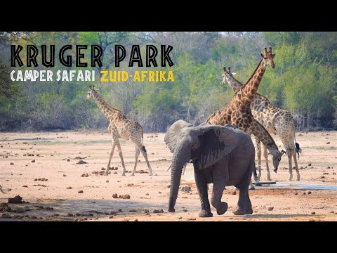 Video: Roadtrip door de nationale parken van Zuid-Afrika met een peuter