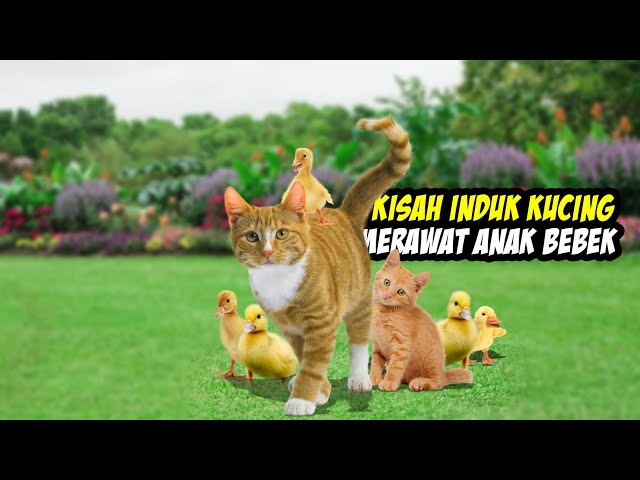 Mengharukan! Kisah Seekor Induk Kucing Merawat Anak Bebek Hingga Dewasa - Kucing Vs Bebek class=