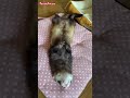 ferret Aitaro sleeping short video #shorts