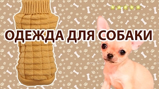 Свитер для собаки - обзор одежды для домашних питомцев Свитер для собаки - обзор одежды для домашних питомцев