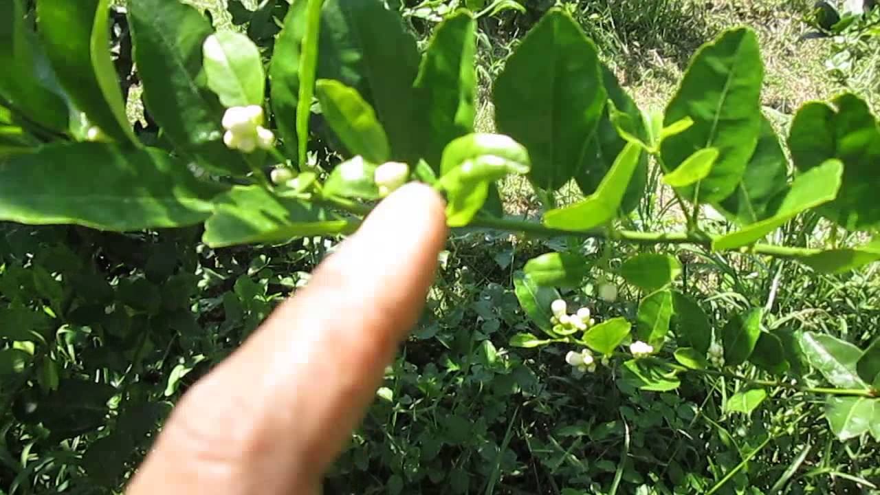 มะนาวนอกฤดู Season 3.2 (ชาย ท่ายาง)ดอกมะนาวที่ได้จากการทำนอกฤดู