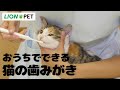 【猫　歯みがき】おうちでできる猫の歯みがき／6分／ライオン