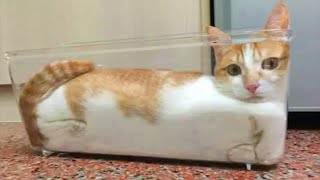 YOU MAY NEVER STOP LAUGHING  New Funny Cats Video