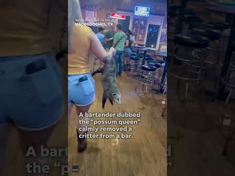 'Possum queen' bravely removes a rogue possum from a bar in Texas #Shorts