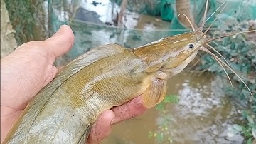 Câu cá rô đồng, trê vàng: hốt trọn ổ cá rô đồng, trê vàng cạnh chuồng vịt.