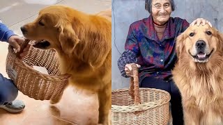 Golden retriever Doudou is a polite child. Maomao loves family and brings noodles to  grandmother❤️