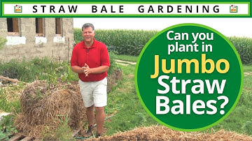 Can you plant vegetables in extra-large, jumbo sized straw bales?