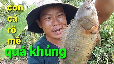 câu cá rô đồng, con cá rô kỷ lục và kỷ nắng nhấp cá thác lác@TAMCARO