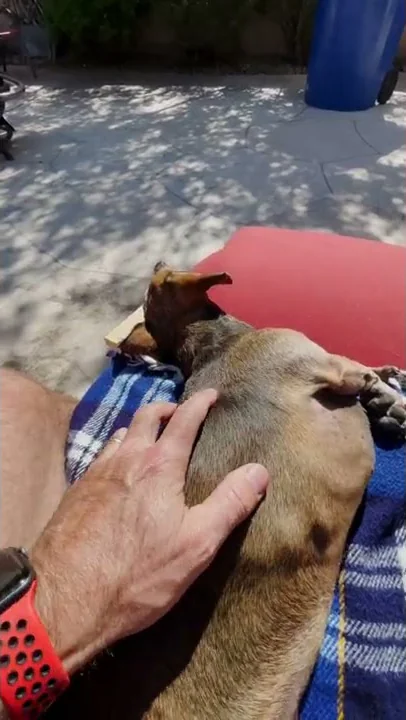 Dogs Doxie Chill and Love #shorts