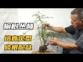 The process of cultivating elm jungle bonsai, fixing roots and matching pots榆樹叢林盆景培育定型修根配盆的過程
