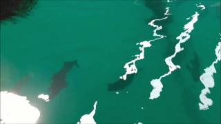 三重県引本浦　イカダの下の大チヌたち