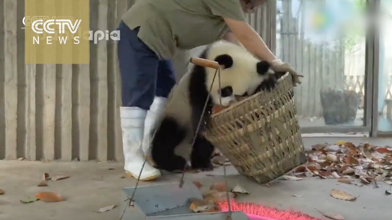 Watch: Playful giant panda can’t let zookeeper go