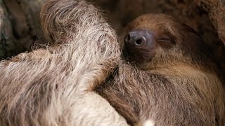 Linne's Two-Toed Sloth | Paws for a Minute