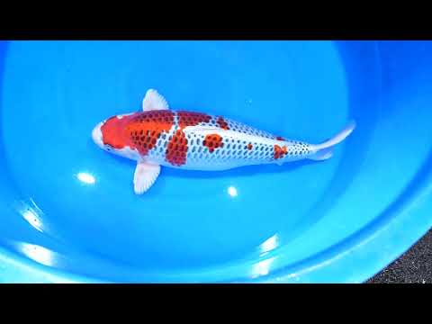 【第6回ネットde立鯉会 2026】260329-36の出品鯉のご紹介！！