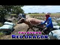 Team red dragon buhay bukid jrtv