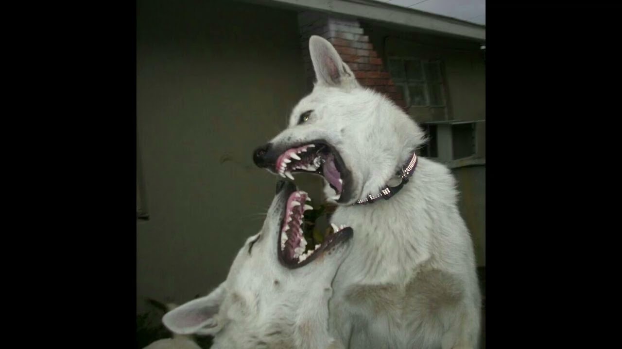 (free) fakemink + PureSnow type beat - 