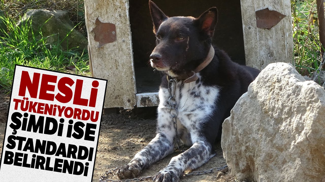 zerdava köpeği fiyatları