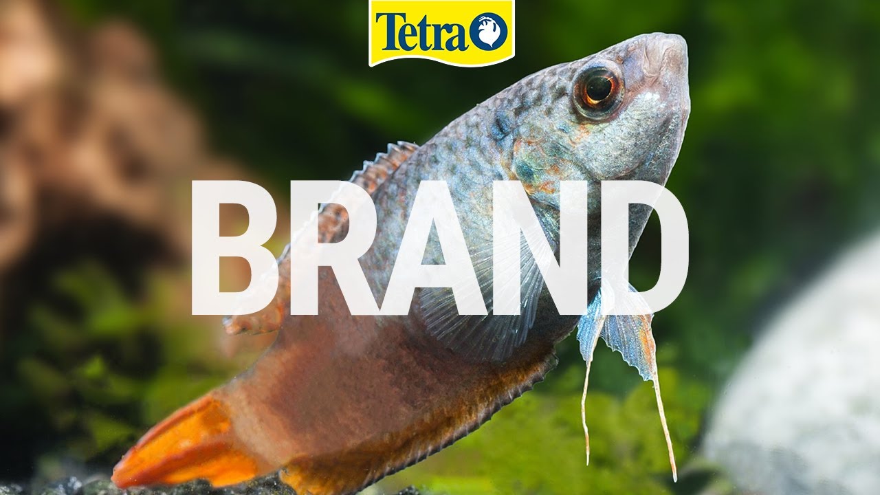 Tetra | Лучший выбор