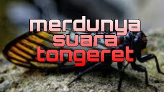 merdunya suara tongeret