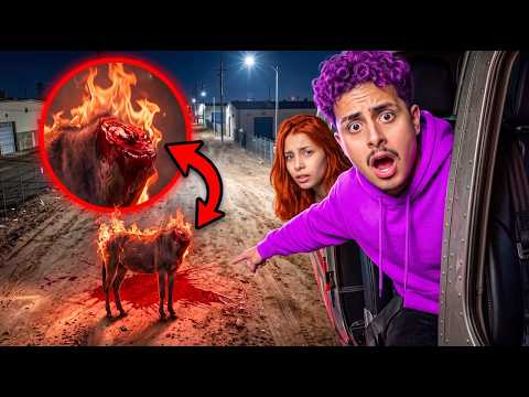 I SOLVED THE MYSTERY OF THE CURSED MULE *lots of blood