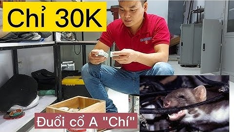 Cách đuổi chuột trên xe ô tô