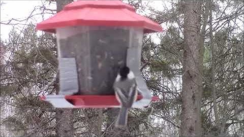 Audio Visual Catnip March 2018