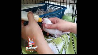 How to bottle feed baby rabbits | rabbit care 101