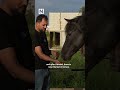 Arabian horse beeding in Syria: Revival after years of war
